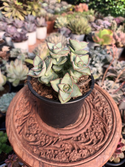 Crassula perforata 'giant form'