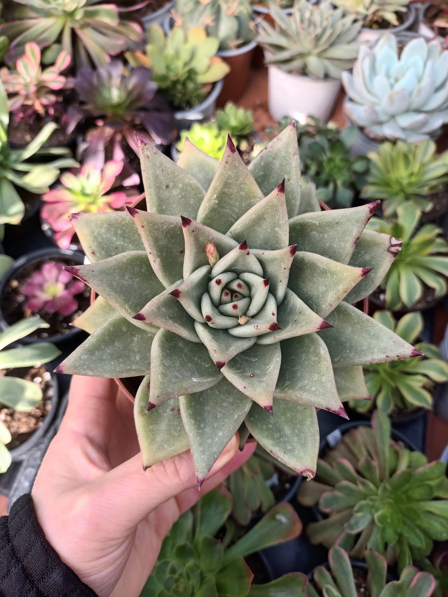 Echeveria agavoides gris