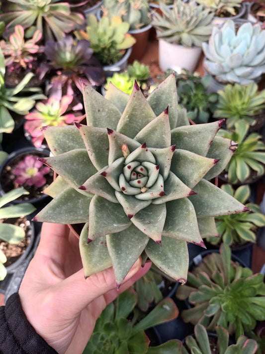 Echeveria agavoides gris