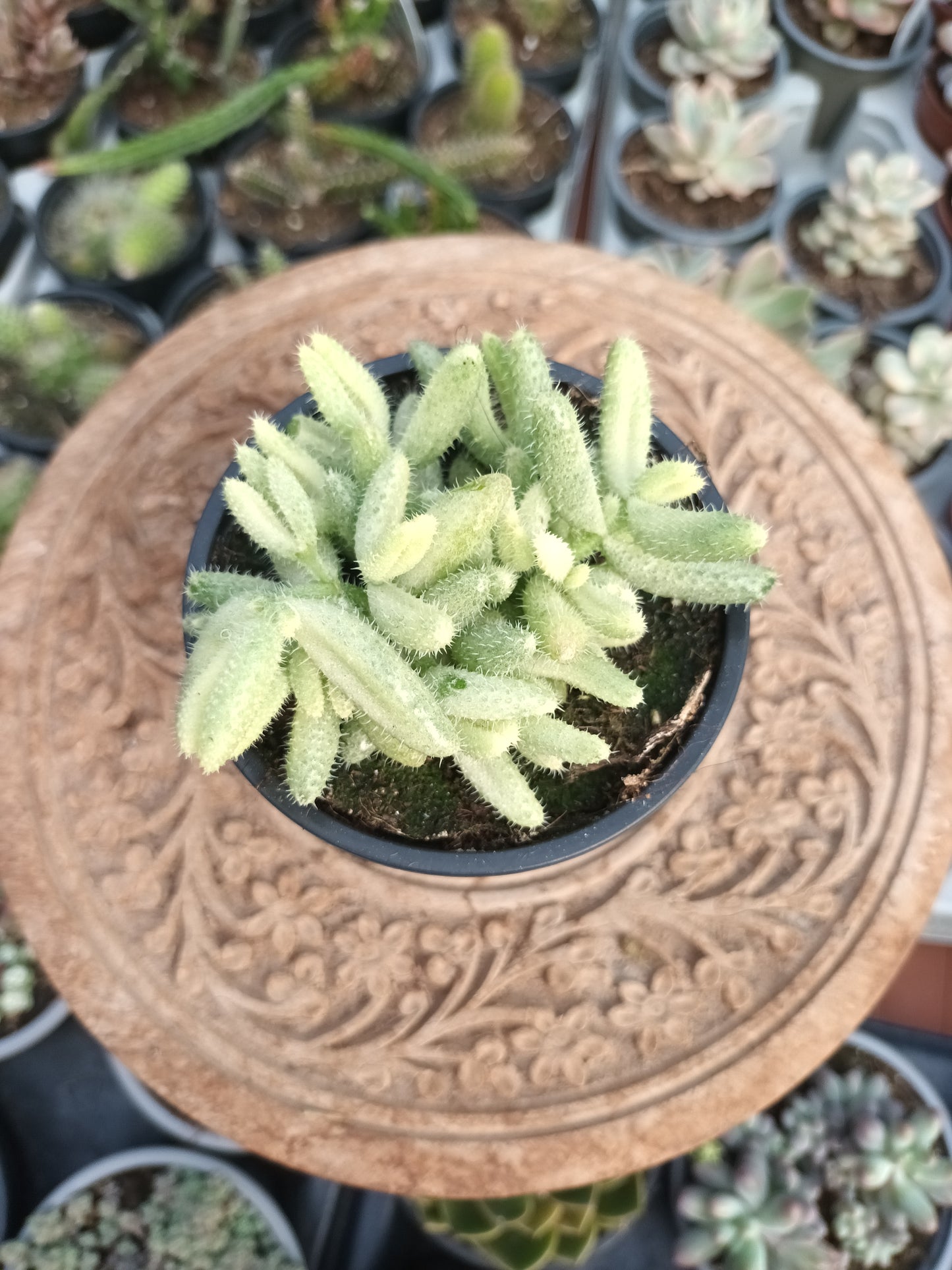 Delosperma echinatum variegata