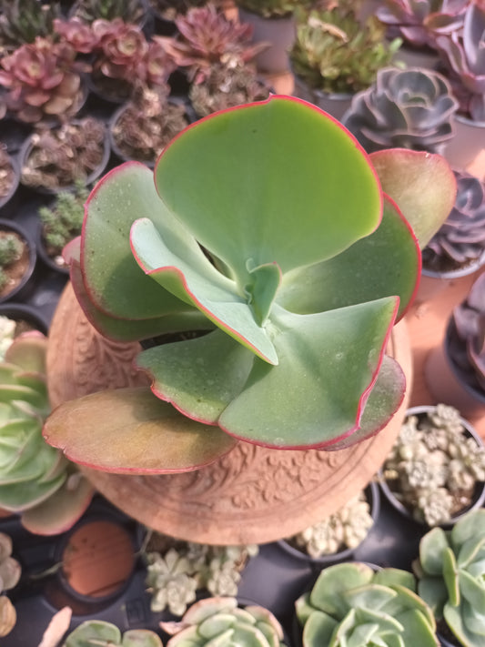 Echeveria gigantea
