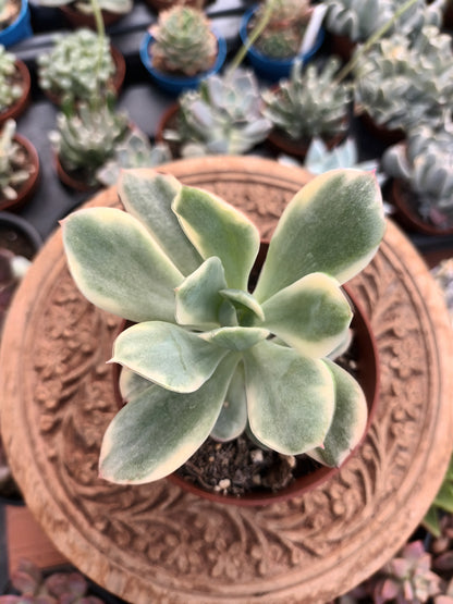 Echeveria luella variegata