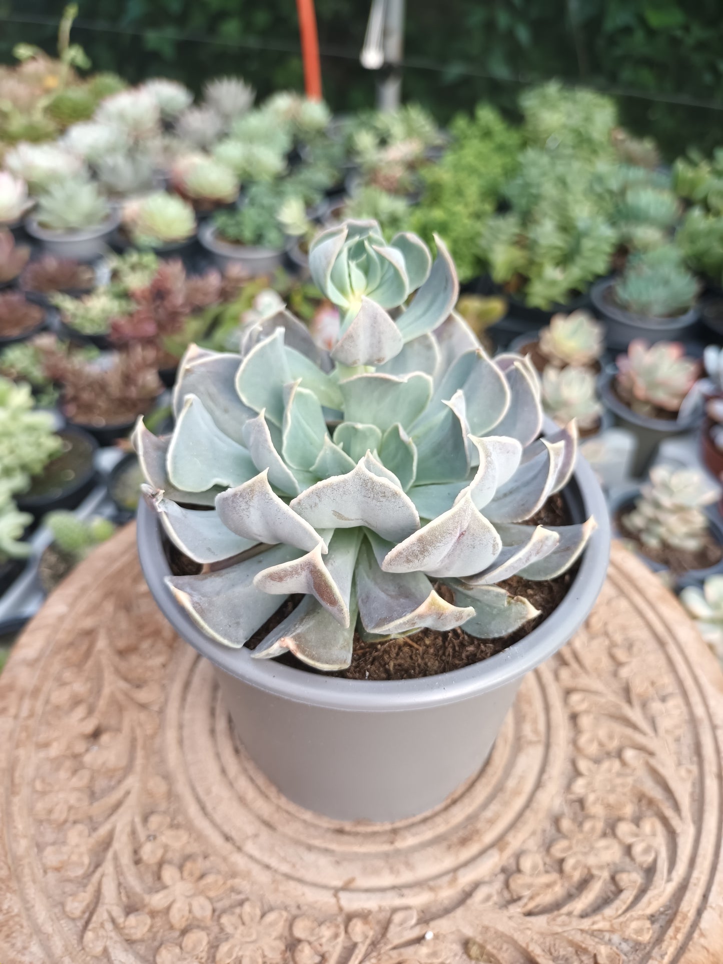 Echeveria Swan Lake