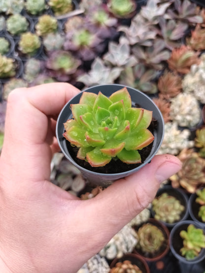 Sedeveria letizia