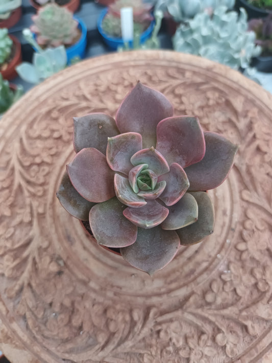 Echeveria nina