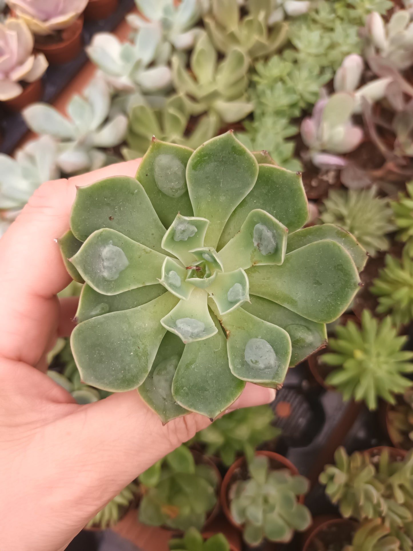 Echeveria Raindrops