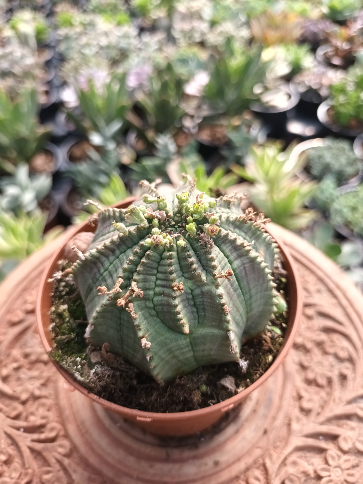 Euphorbia obesa