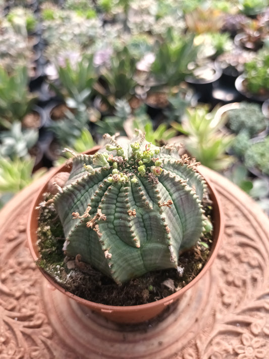 Euphorbia obesa
