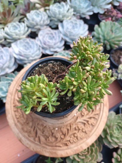 Aeonium sedifolium