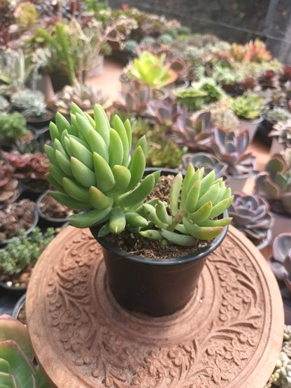 Sedum Green Star