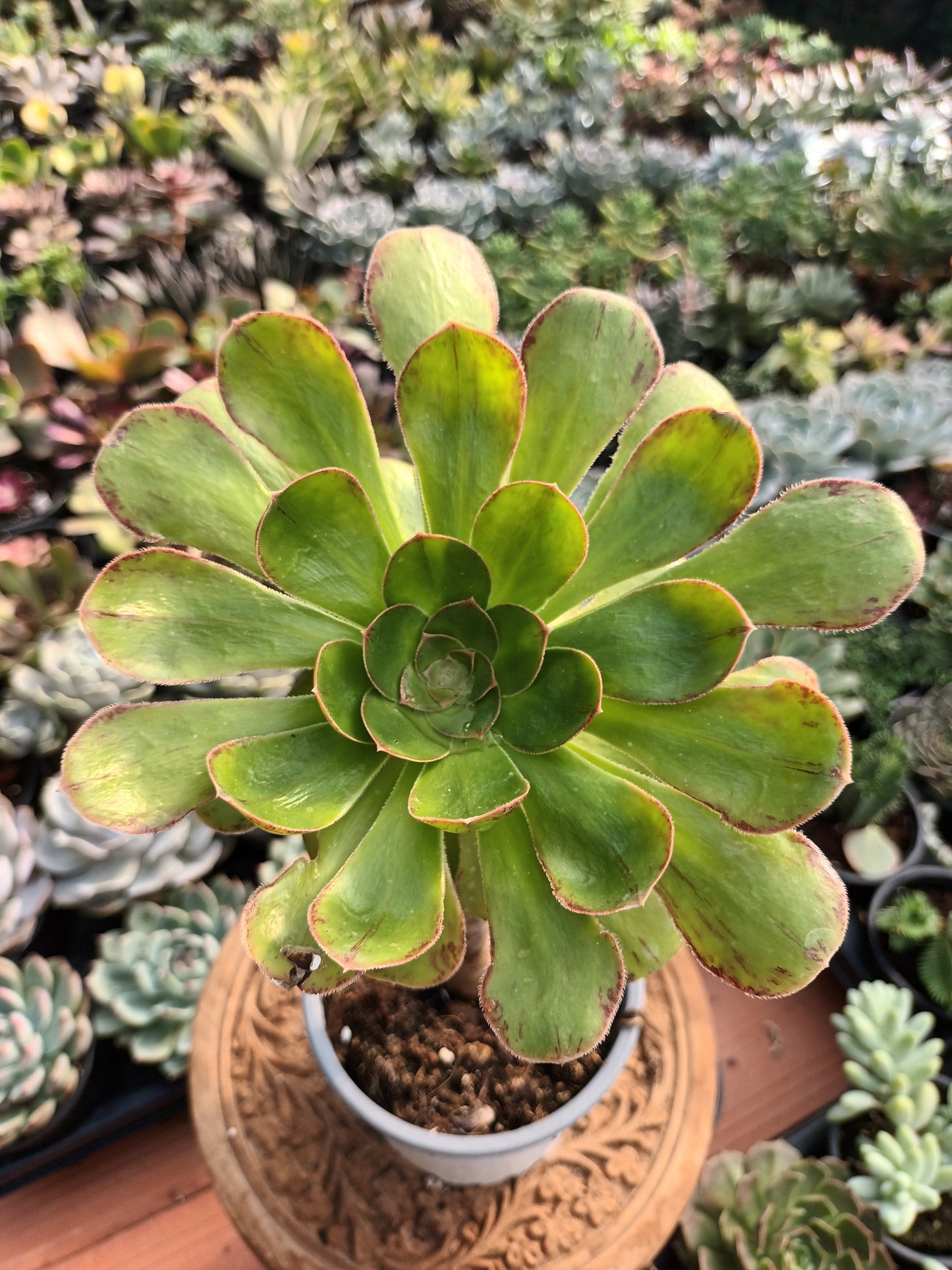 Aeonium rubrolineatum