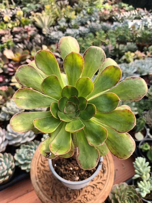 Aeonium rubrolineatum