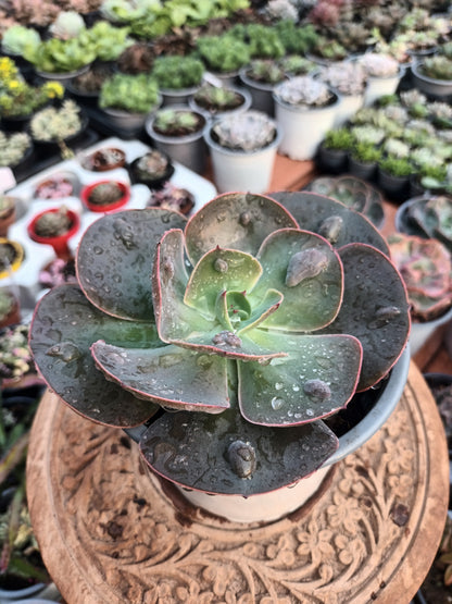 Echeveria 'New Heights'