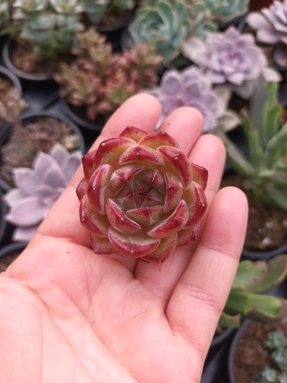 Echeveria 'Black Knight' (Blue Bird x Romeo Rubin)