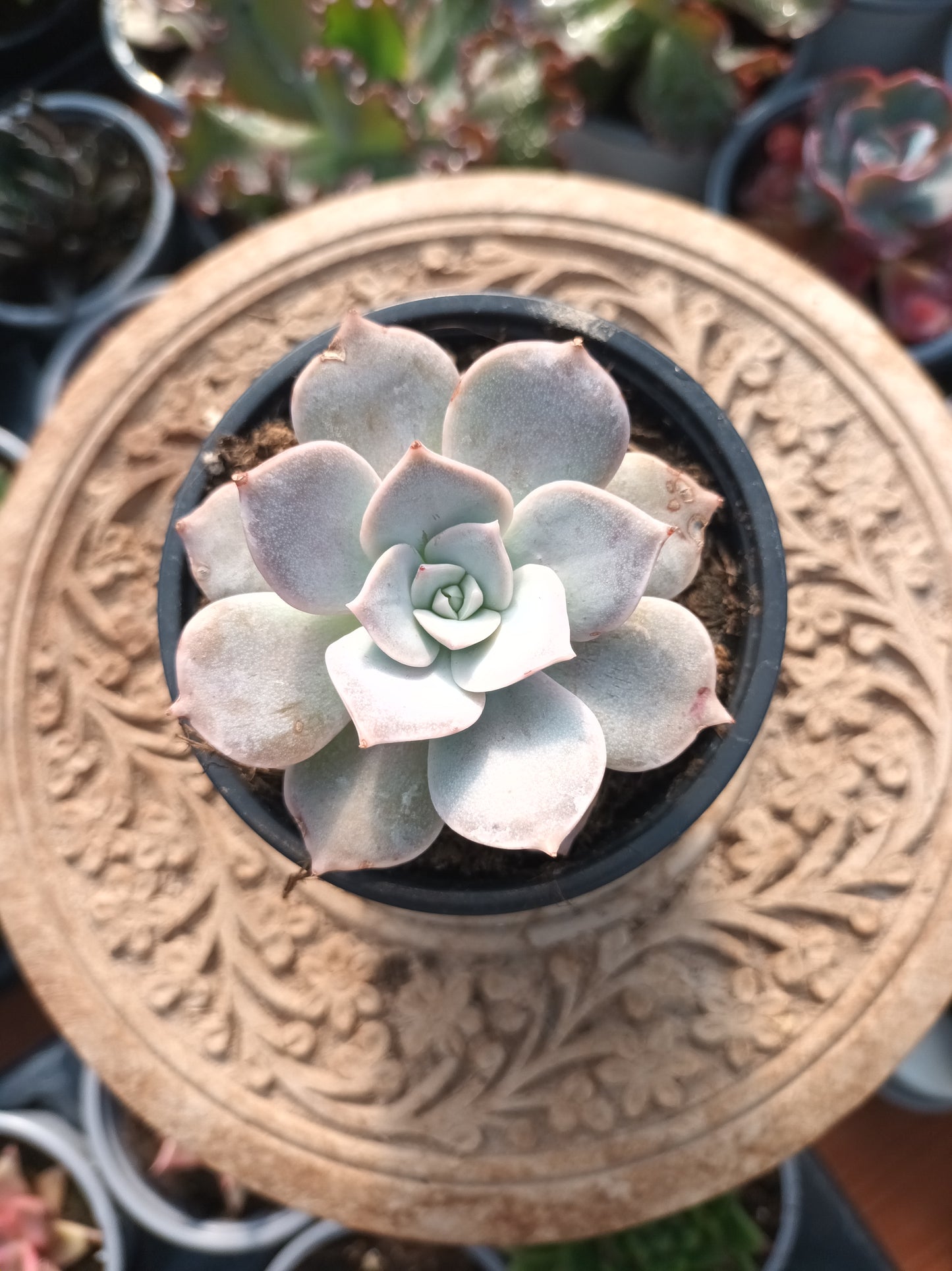 Sedum sinforosanum