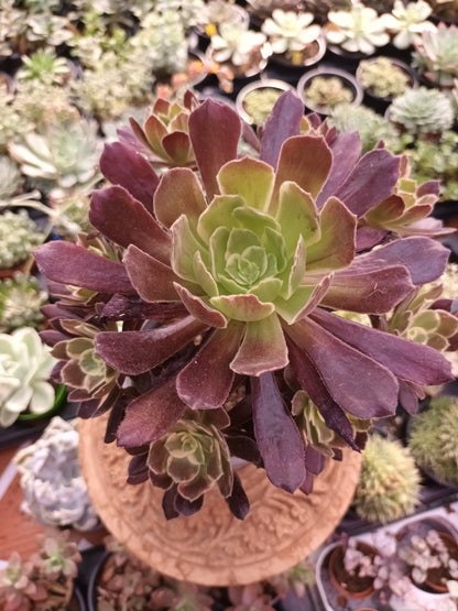 Aeonium Eden