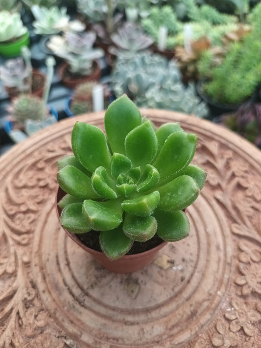 Echeveria chubbs