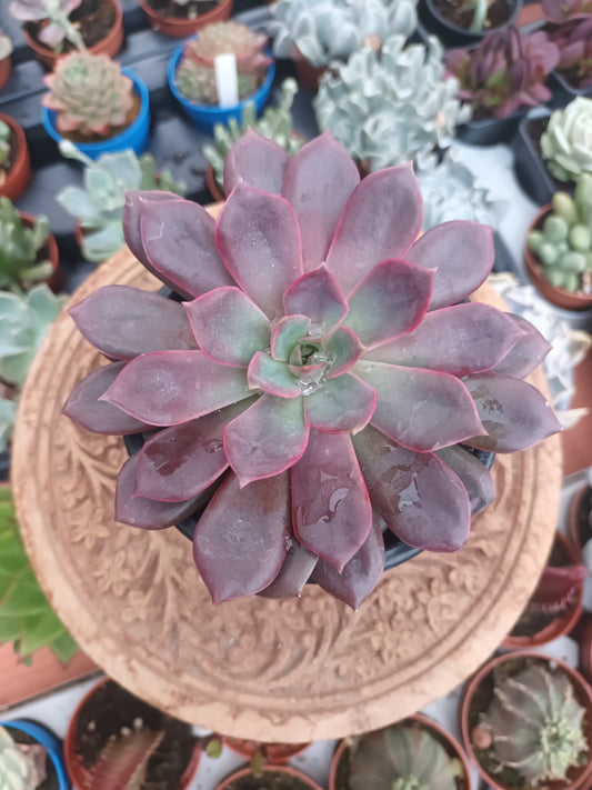 Echeveria Mina Rubra