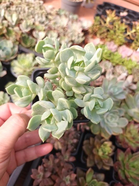 Echeveria sprin jade