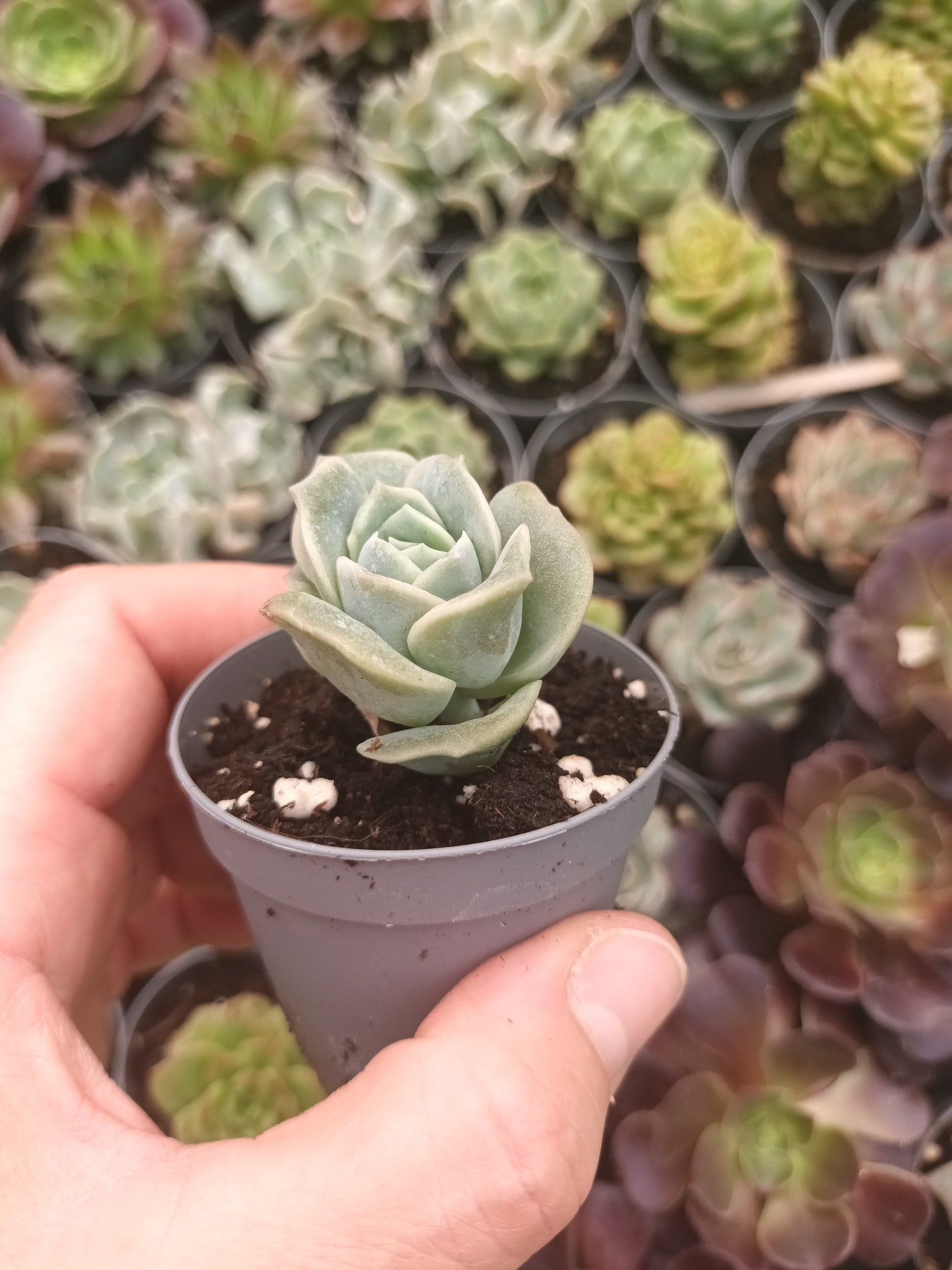 Graptoveria Lovely rose