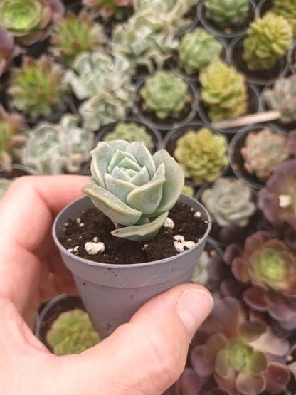 Graptoveria Lovely rose