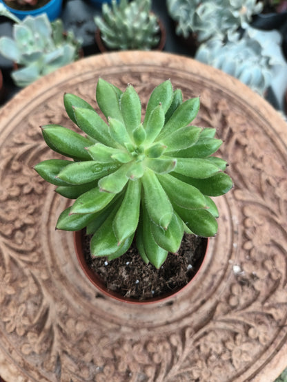 Echeveria Spruce Oliver