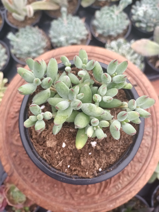 Cotyledon orbiculata 'Happy Day'