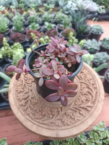 Sedum 'Firecracker