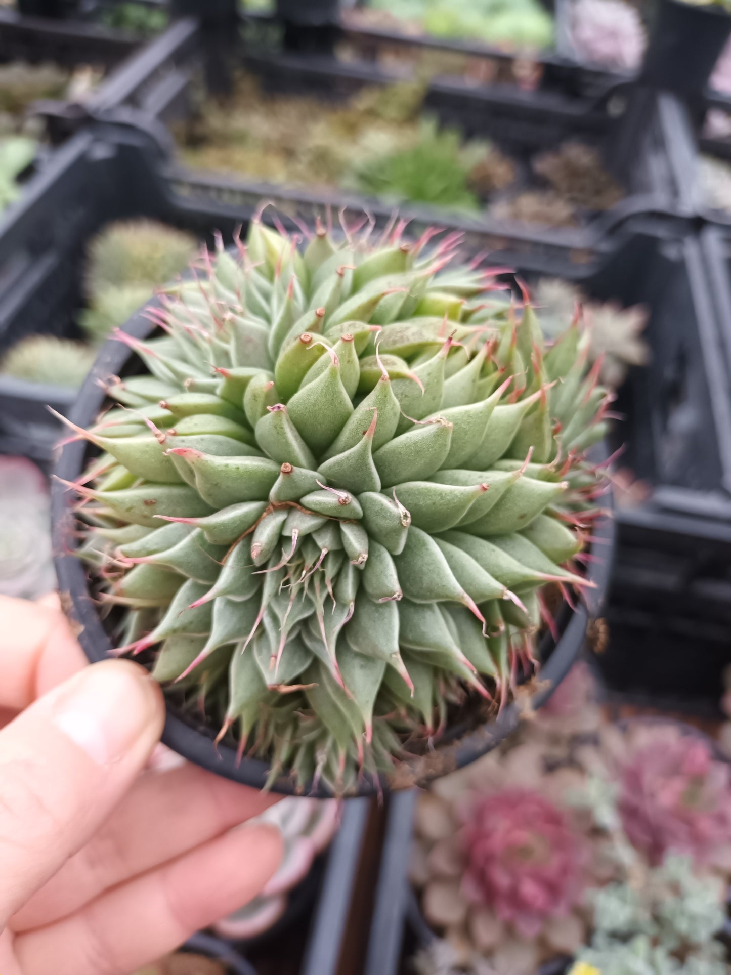 Graptoveria silverstar
