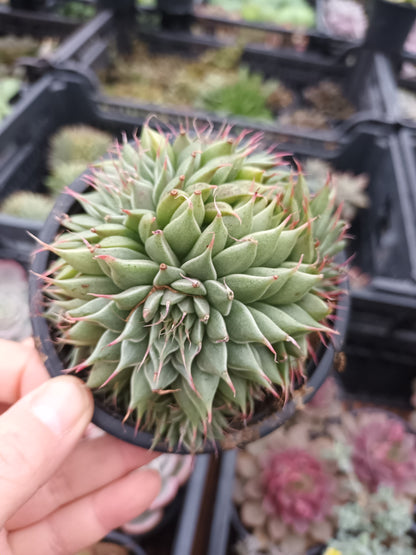 Graptoveria silverstar