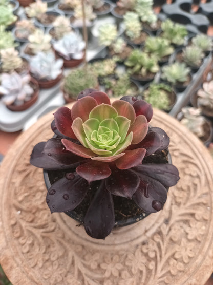 Aeonium kilimanjaro