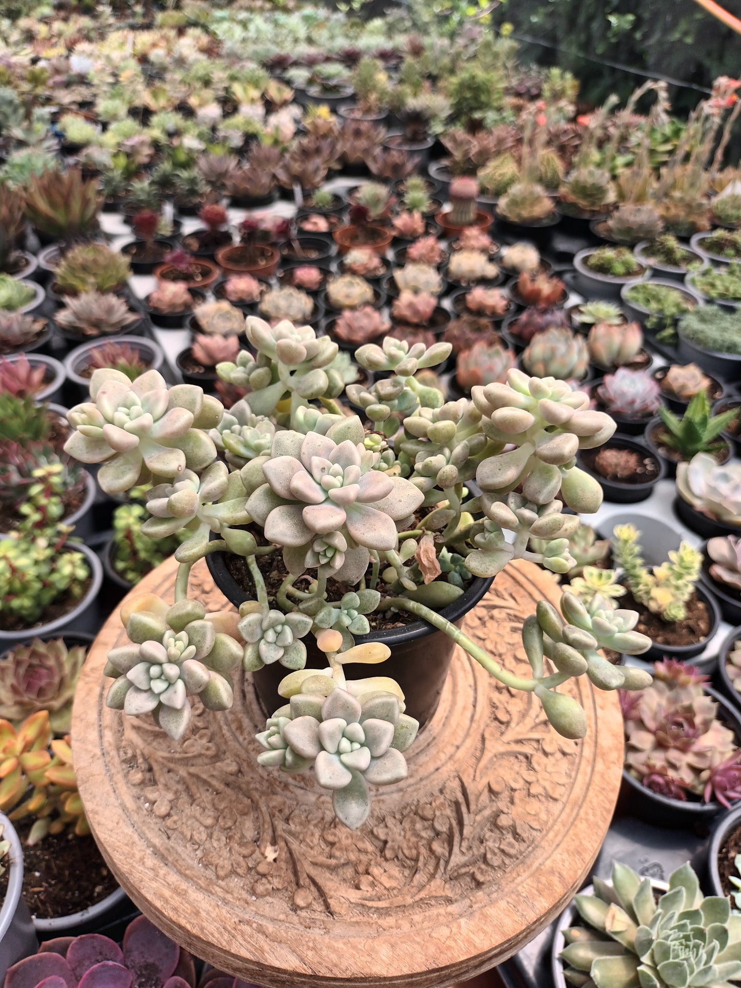 Graptopetalum mendozae