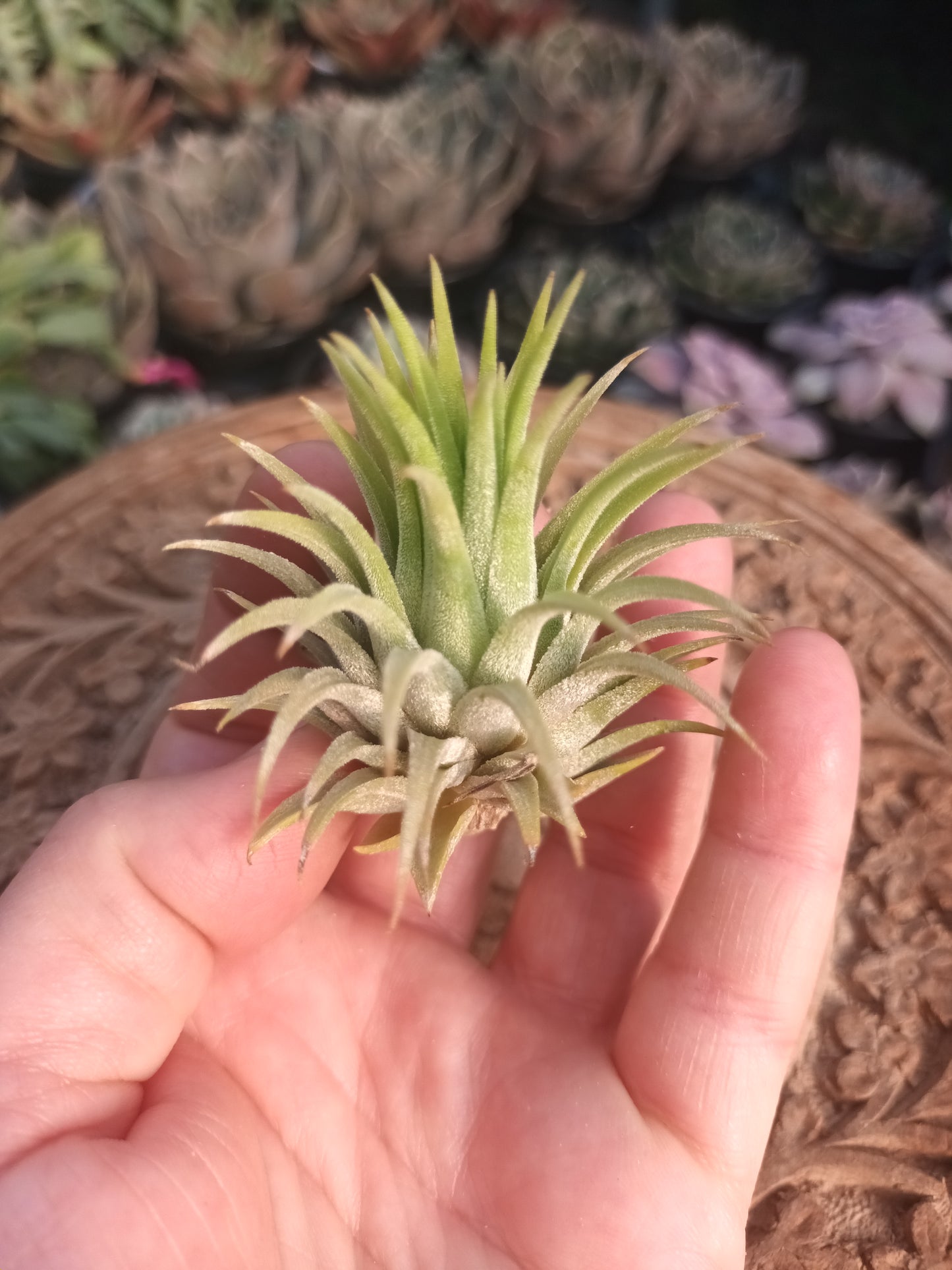 Tillandsia ionantha var. Ionantha