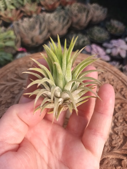 Tillandsia ionantha var. Ionantha