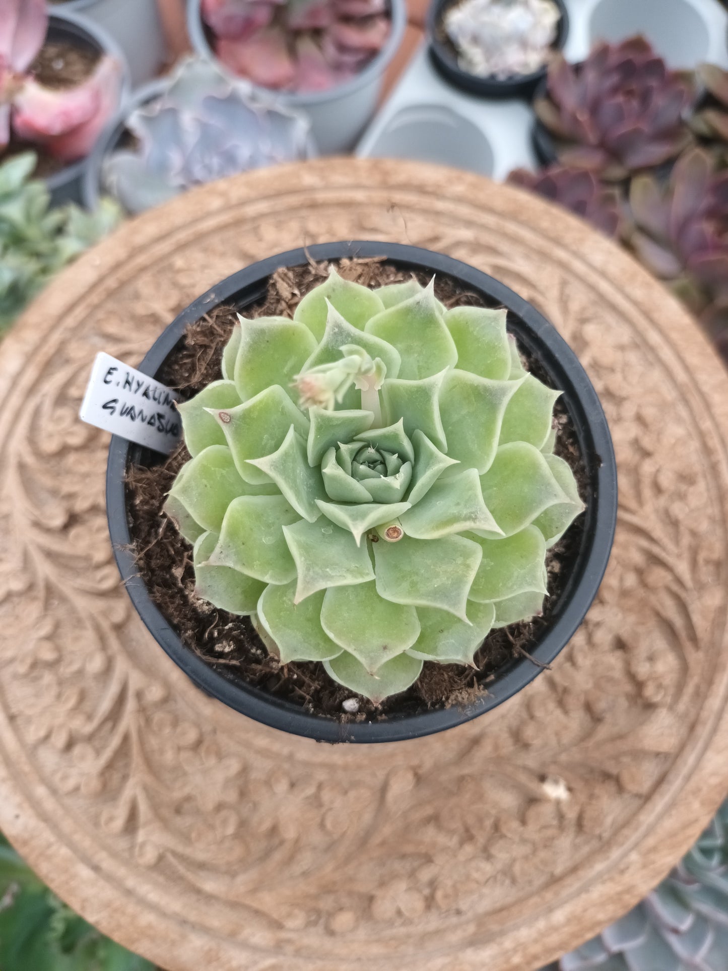 Echeveria hyalina Victoria Guanajuato