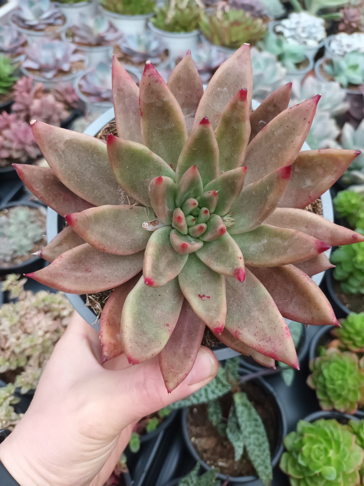 Echeveria Psyche