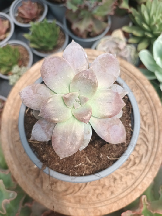 Graptopetalum Superboom