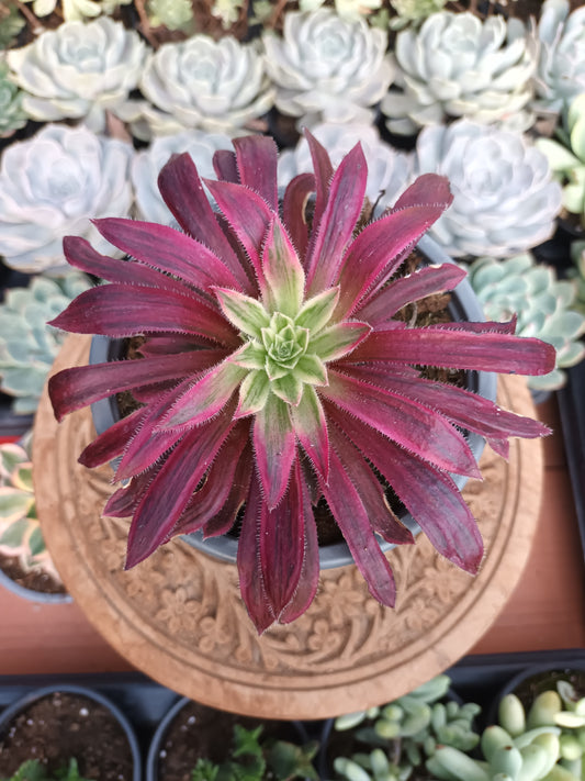 Aeonium Firecraker variegata