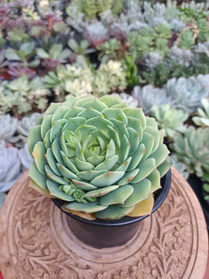 Echeveria 'Ramillete'