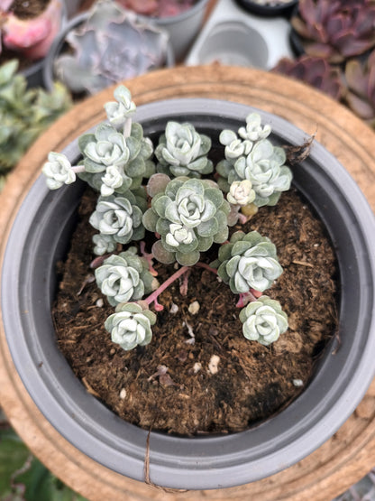Sedum spathulifolium