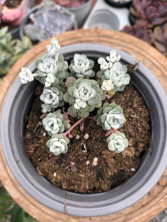 Sedum spathulifolium