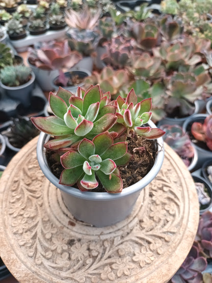 Echeveria pluvinata devotion