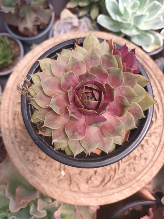 Sempervivum Pink Pomelo