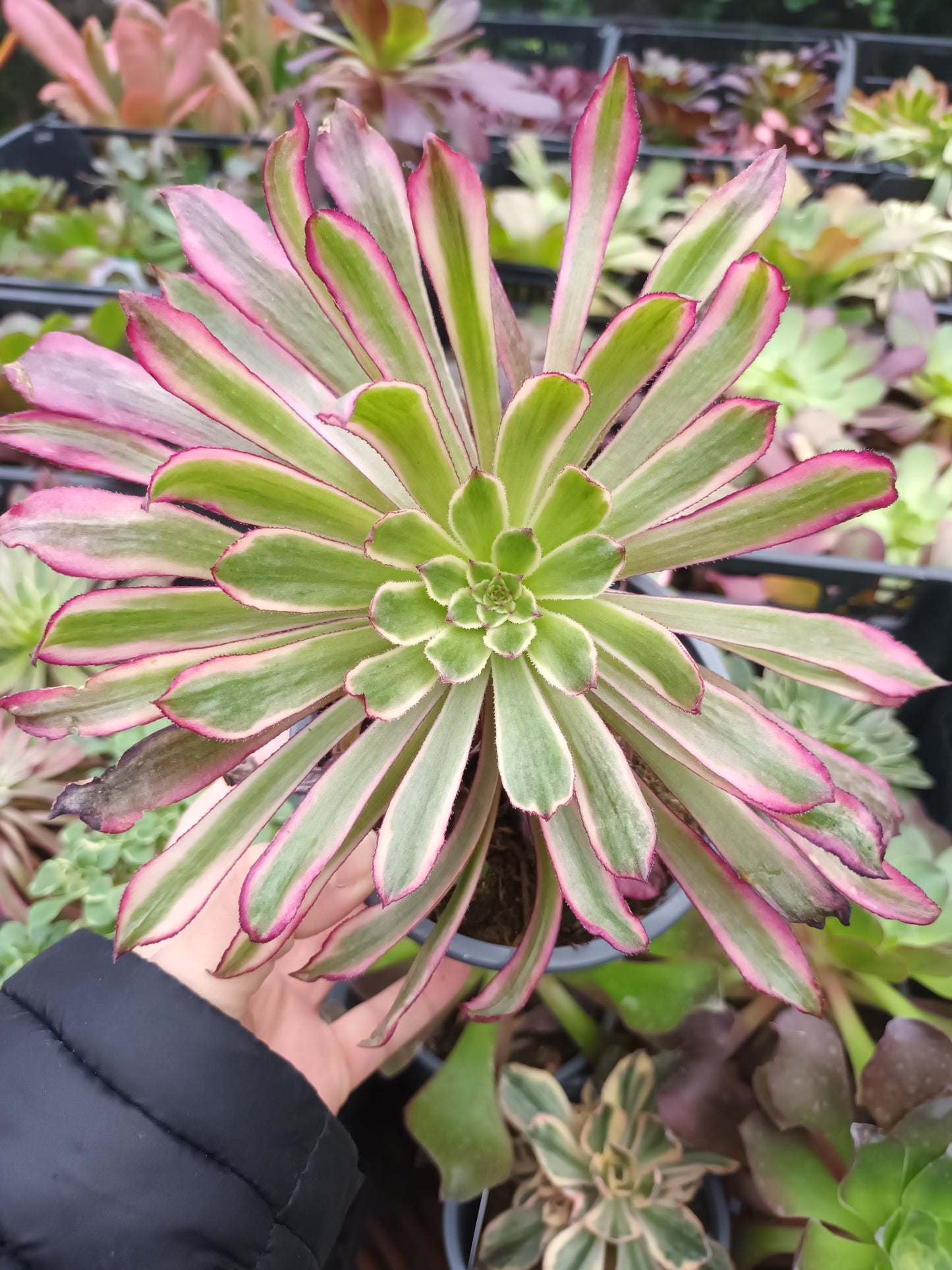Aeonium Mardi Grass