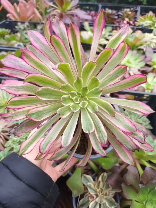 Aeonium Mardi Grass