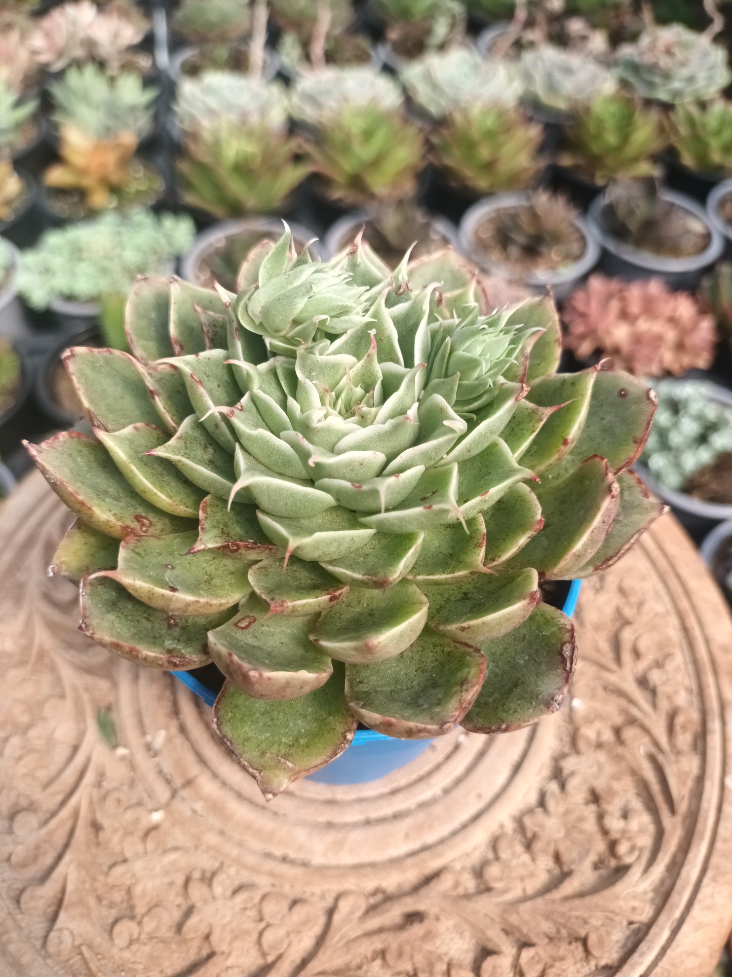 Graptoveria silverstar hybrid