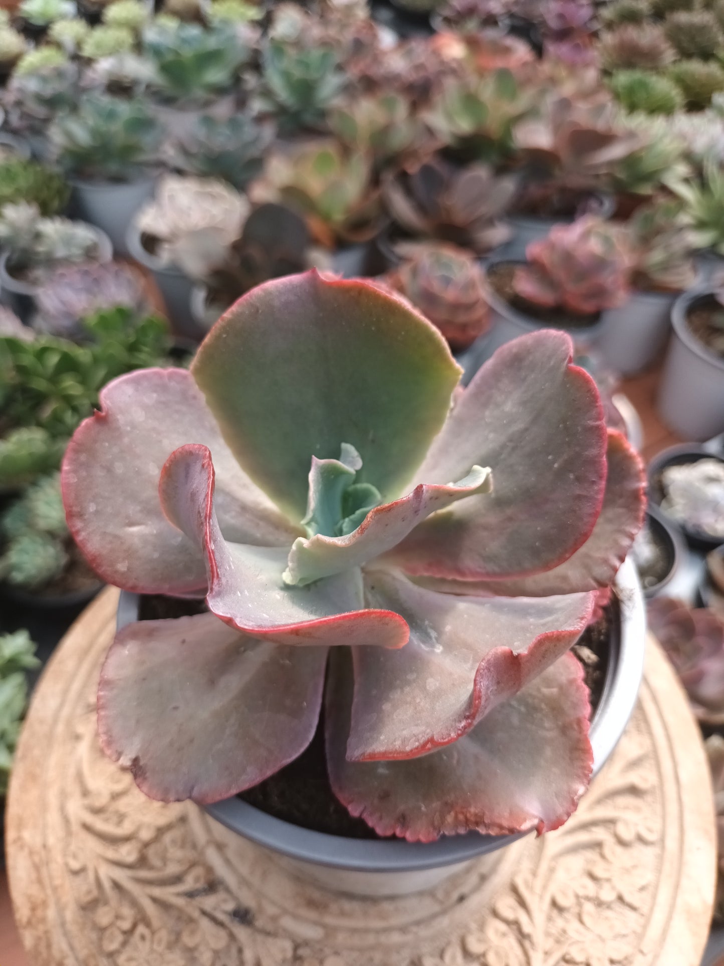 Echeveria 'Crenulata'