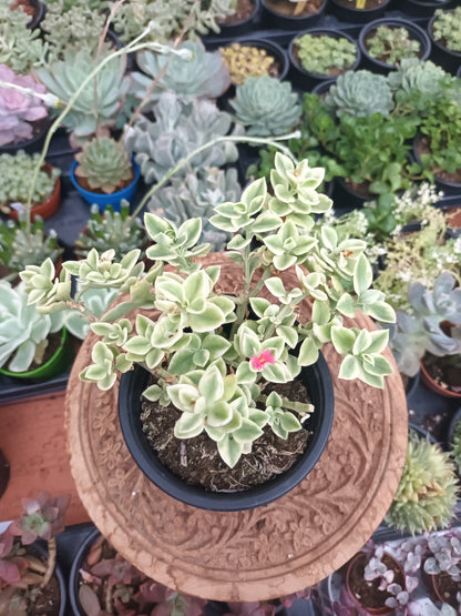 Aptenia cordiflora variegata