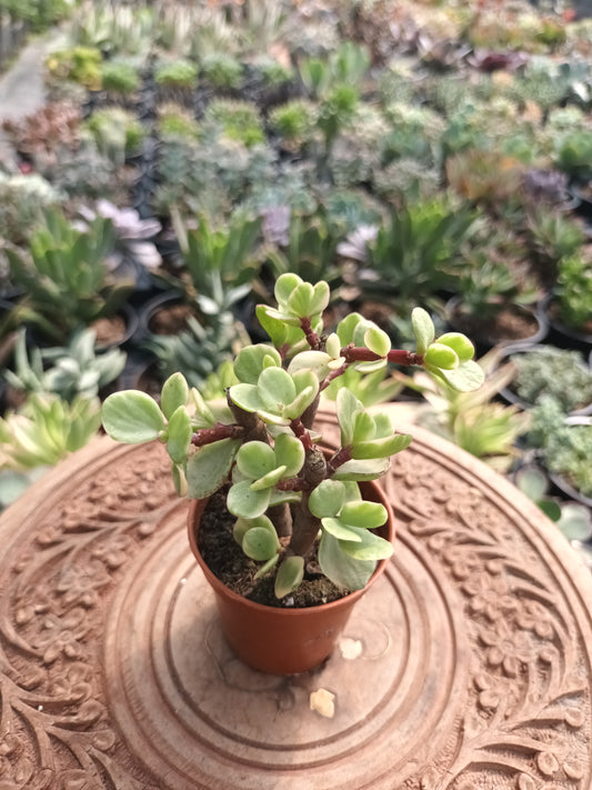 Portulacaria afra variegata
