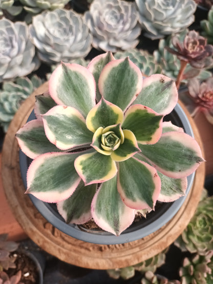 Aeonium Sunburst